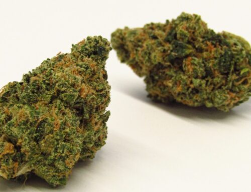 Why Colorado Tokers Love Fatso