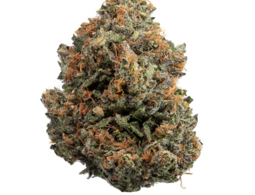Why Colorado Tokers Love OZ Kush